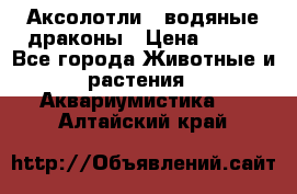 Аксолотли / водяные драконы › Цена ­ 500 - Все города Животные и растения » Аквариумистика   . Алтайский край